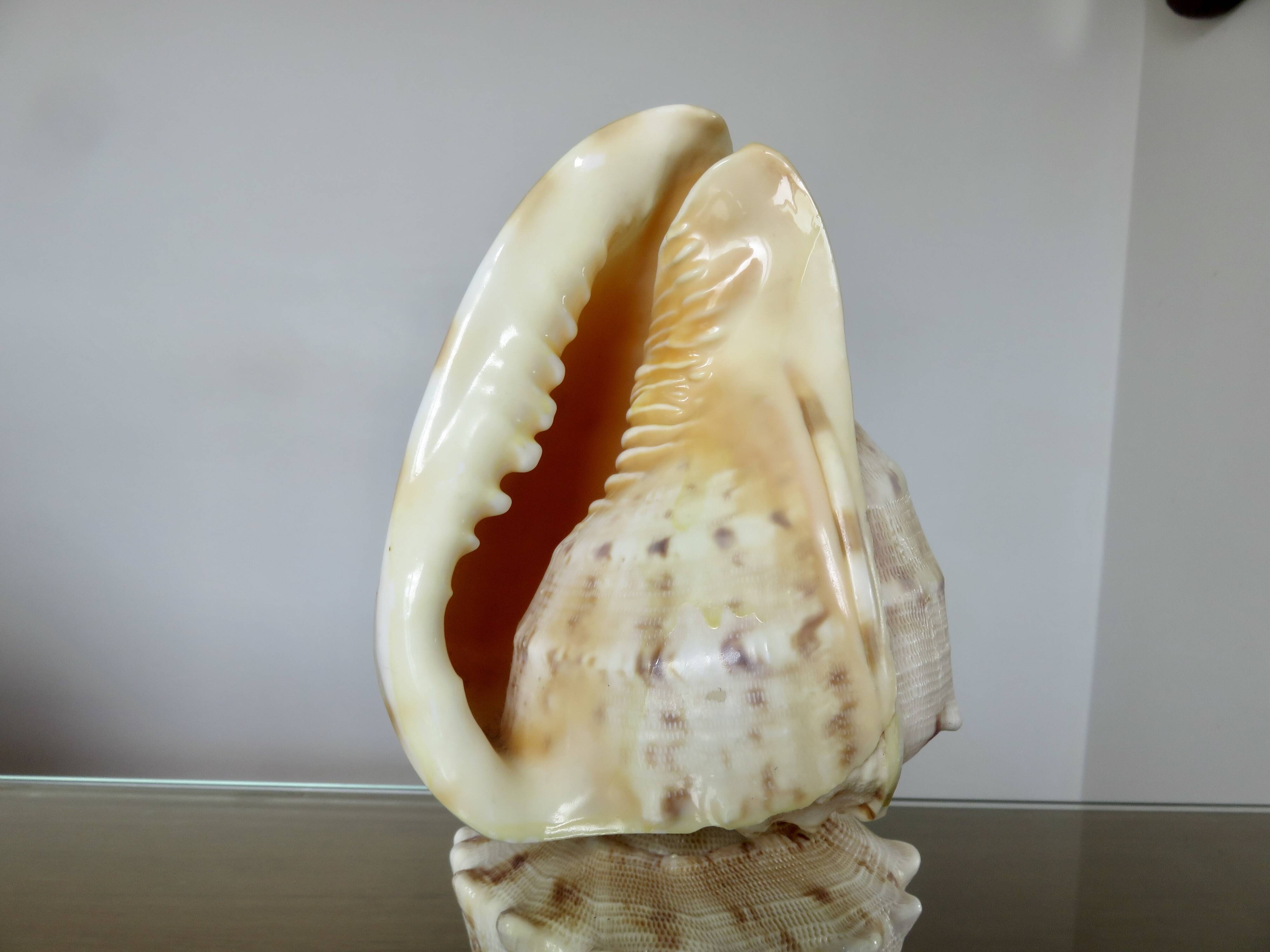 Lampe coquillage "cassis cornita" années 70
