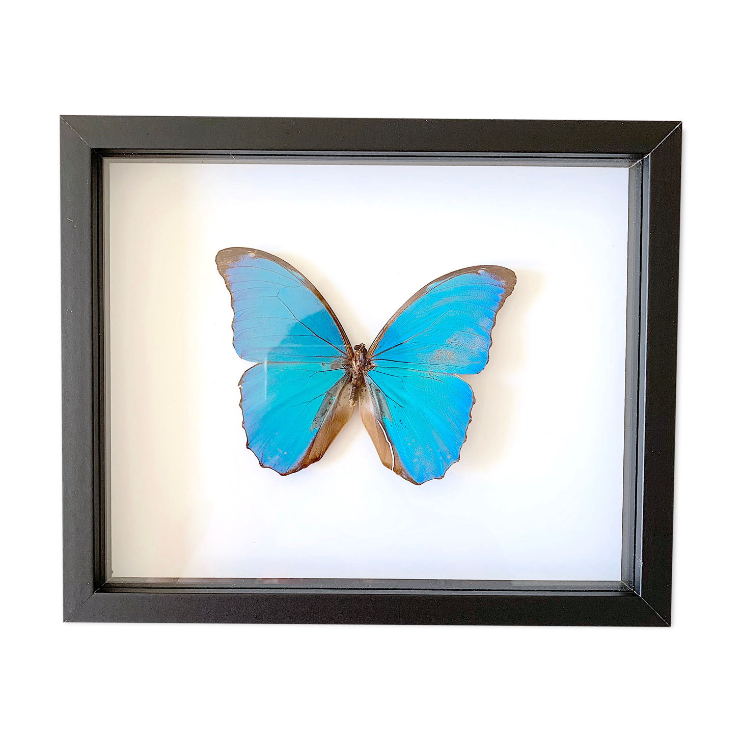 Naturalized butterfly frame