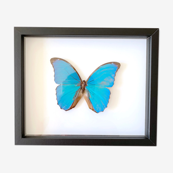 Naturalized butterfly frame