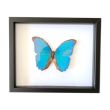 Naturalized butterfly frame