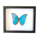 Naturalized butterfly frame