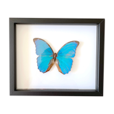 Naturalized butterfly frame
