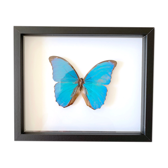 Naturalized butterfly frame