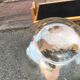 Demijohn transparent vintage 6 liters