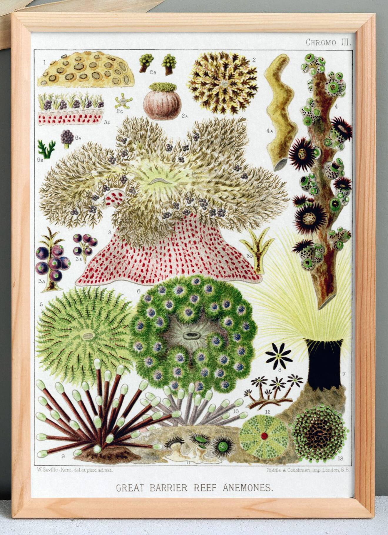 Affiche sur les anémones de la Grande Barrière de Corail, 1893