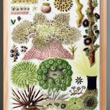 Affiche sur les anémones de la Grande Barrière de Corail, 1893