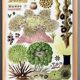 Poster about the anemones of the Great Barrier Reef, 1893