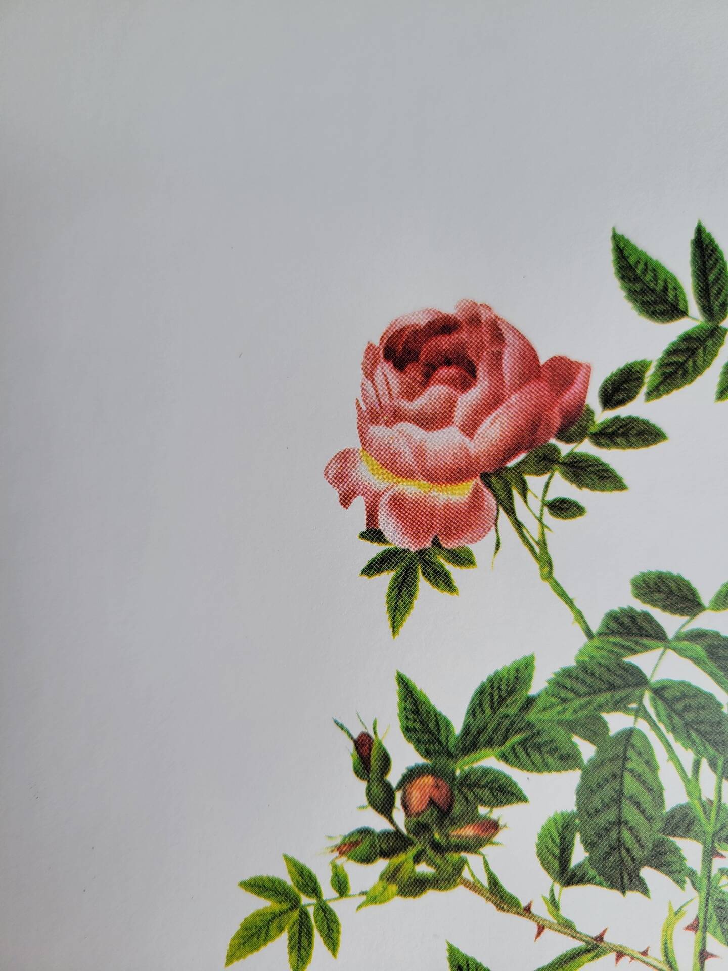 Planche botanique Rose des Hayes, P. J Redouté 1960