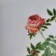 Planche botanique Rose des Hayes, P. J Redouté 1960