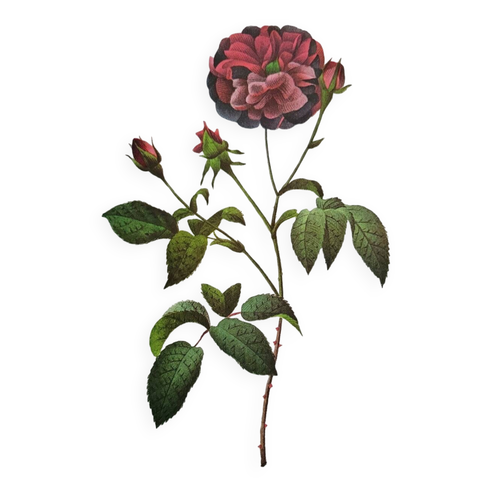 Botanical plate Rose Kératry, P.J. Redouté 1960