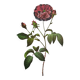 Botanical plate Rose Kératry, P.J. Redouté 1960