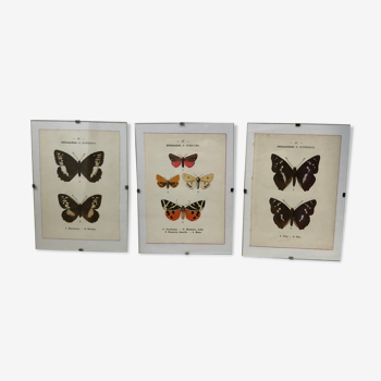 Lot de 3 gravures de papillons sous verre G. Denise, 1908 coloré à la main