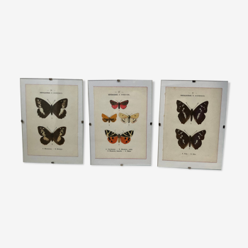 Lot of 3 engravings of butterflies under glass G. Denise, 1908 hand-colored