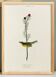 Poster about the Yellow Warbler, based on an old engraving from 1827.