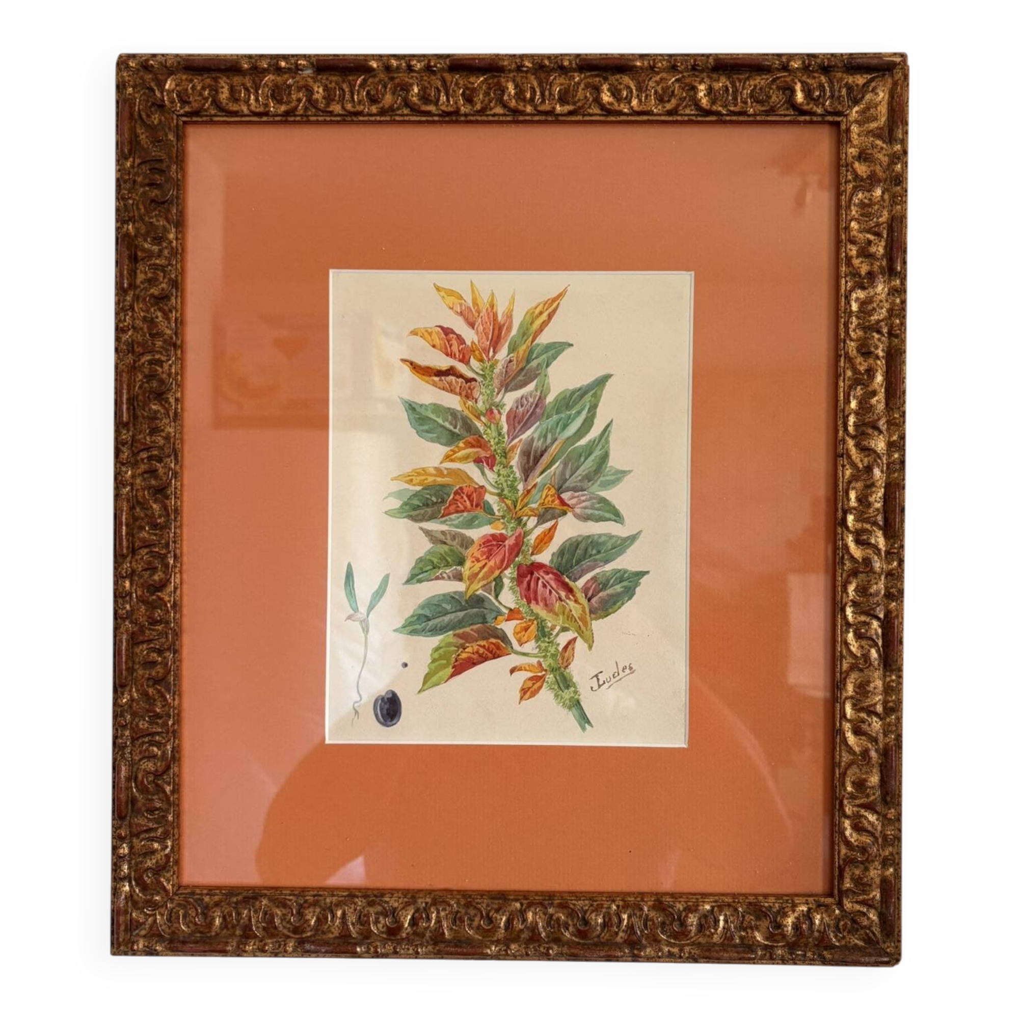 Tableau Aquarelle Iconographie Fleurs Naturalisme Amarante Tricolore Natura