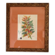 Tableau Aquarelle Iconographie Fleurs Naturalisme Amarante Tricolore Natura