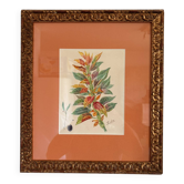 Watercolour Tableau Iconography Flowers Naturalism Amaranth Tricolour Nature
