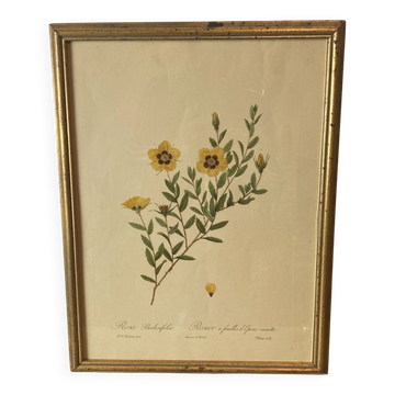 Botanical print, Rose, J-P Redouté