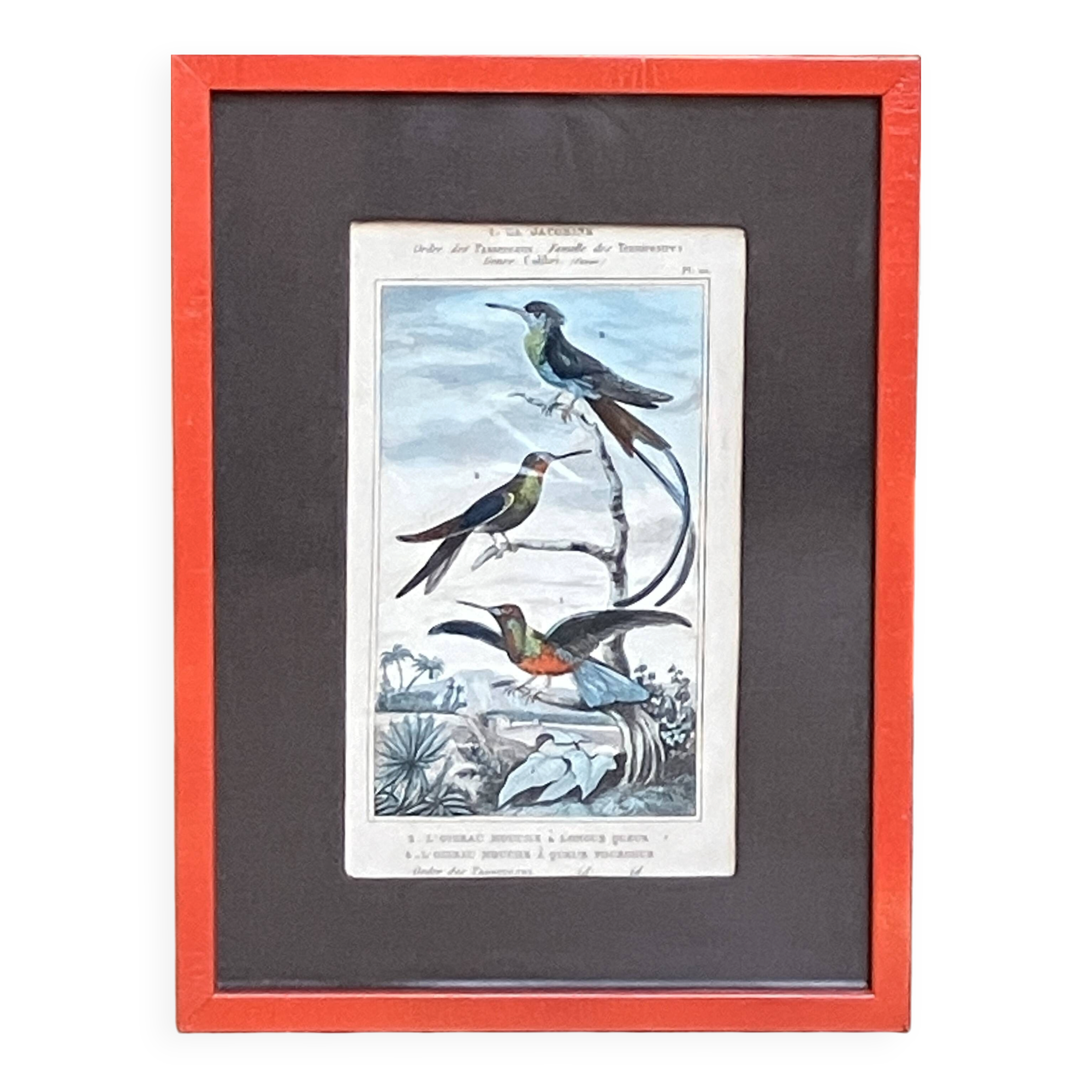 Planche ornithologique originale– Colibris - Buffon