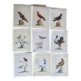 9 Bird Illustrations