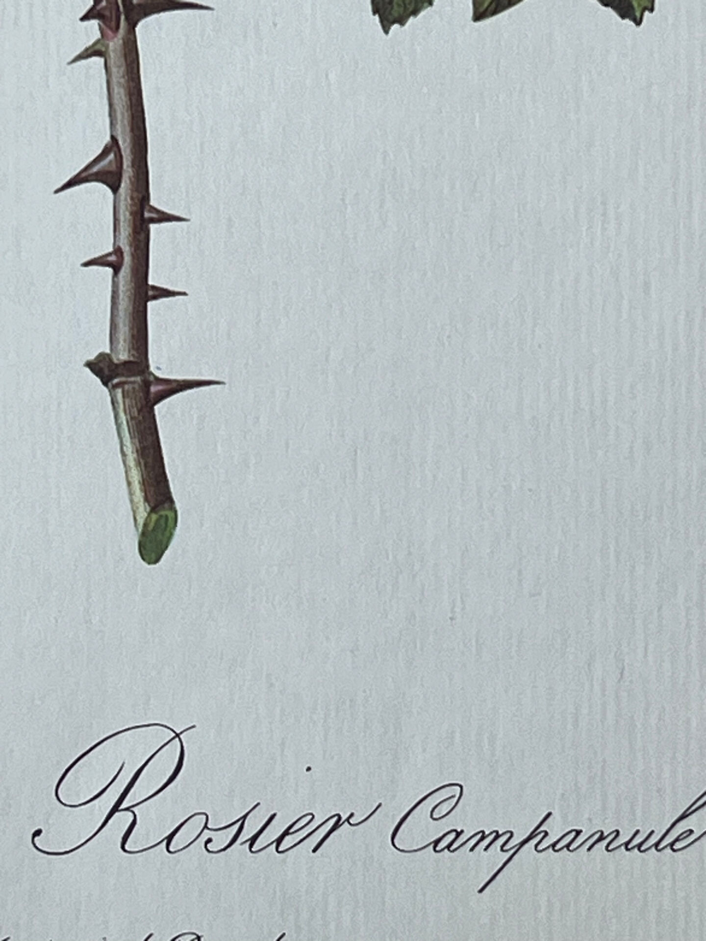 Planche botanique - Rosier Campanulé à fleurs blanches - 40,4x29,9cm