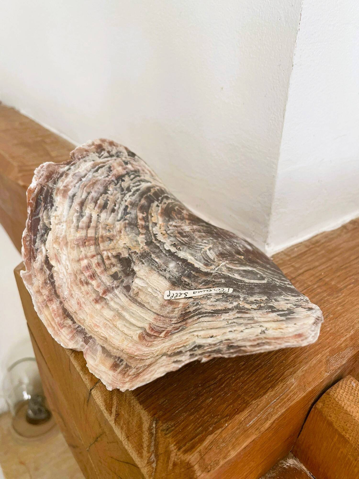 Large seashell: Placuna