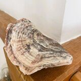 Large seashell: Placuna