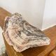 Large seashell: Placuna