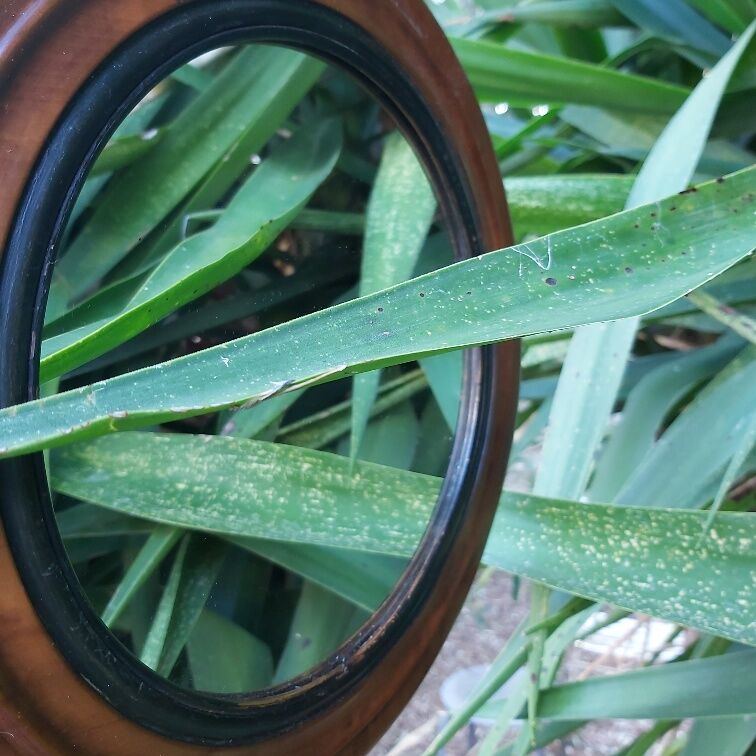 Old wooden round mirror