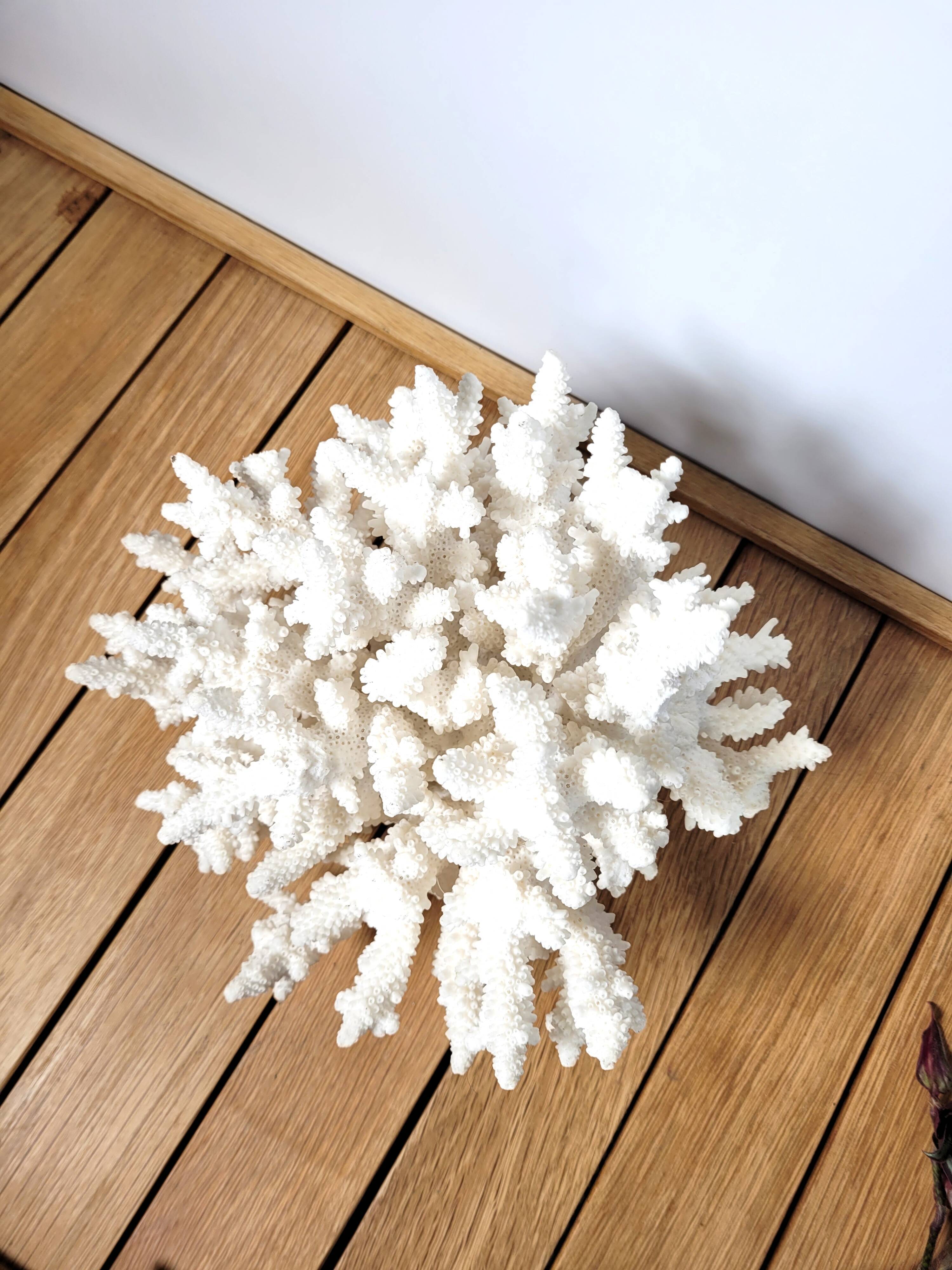 White coral