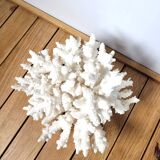 White coral
