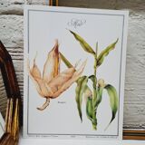 Corn botanical poster