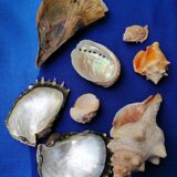 Set of shells