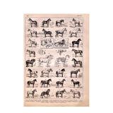 Horse lithograph 1897