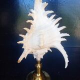 Cabinet of Curiosities 30cm shell on bronze base