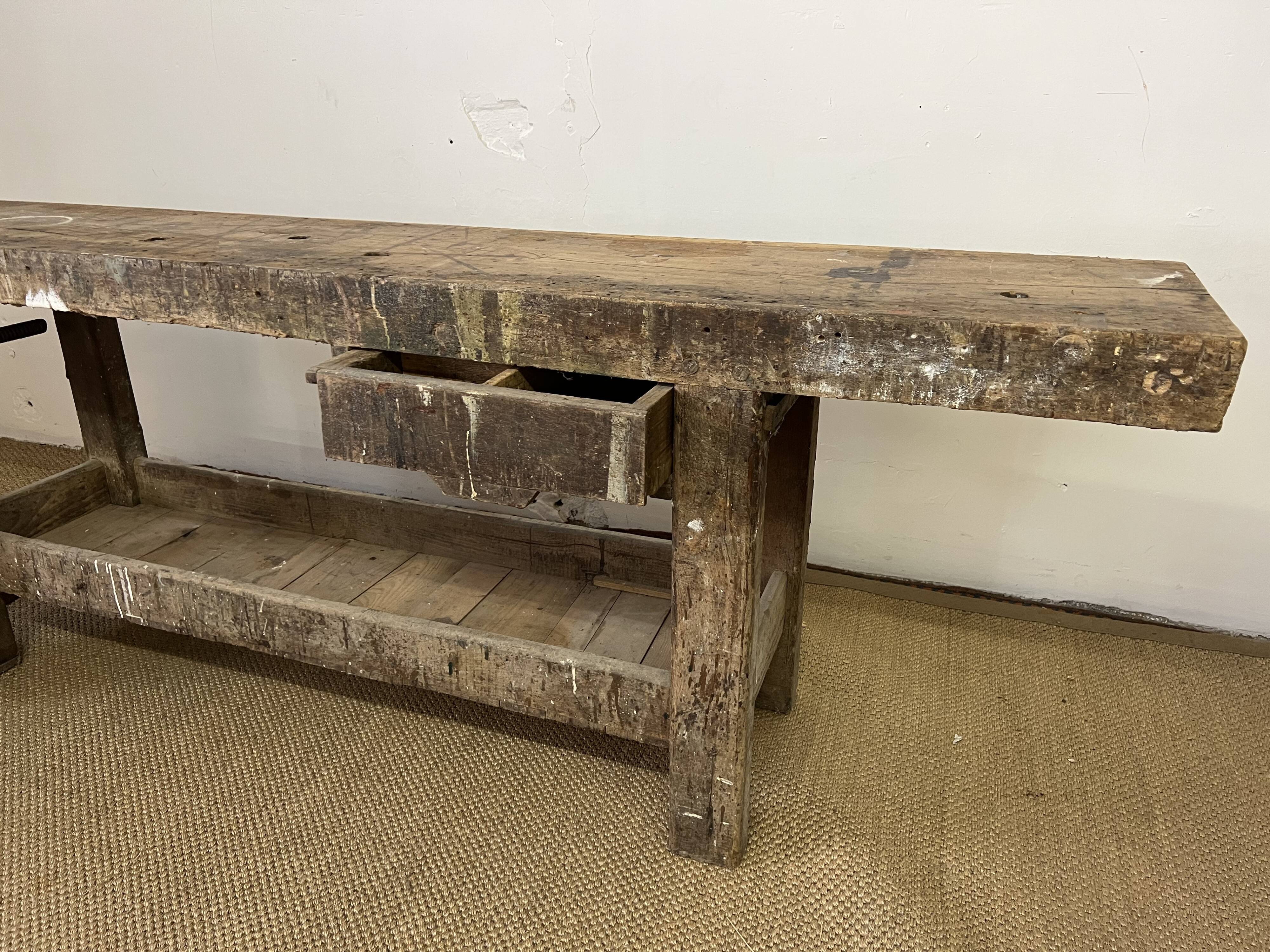 Established in old wood