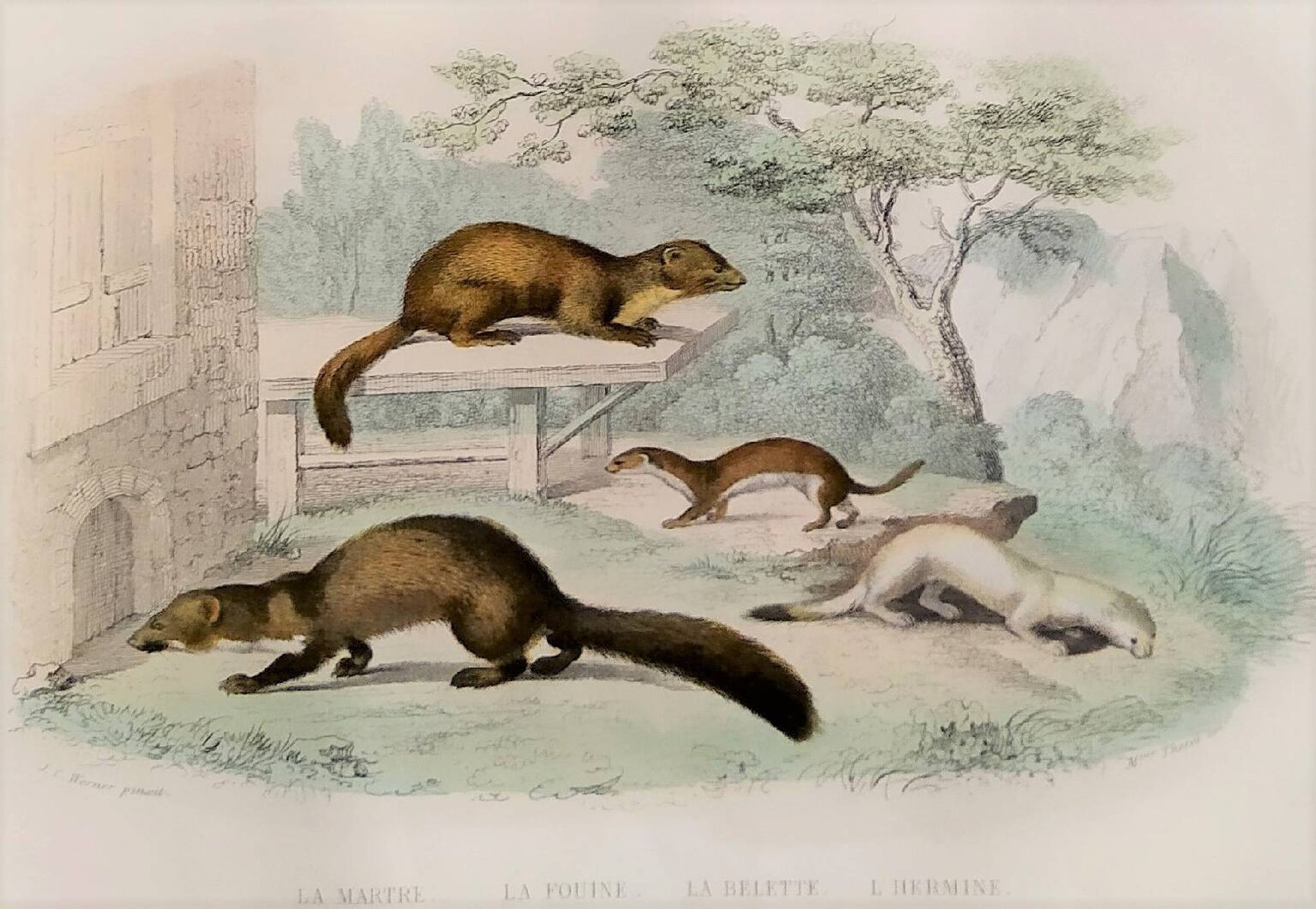 Original zoological plate "Marten, Marten, Weasel, Ermine" - Buffon 1840