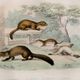 Original zoological plate "Marten, Marten, Weasel, Ermine" - Buffon 1840