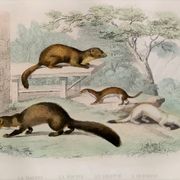 Original zoological plate "Marten, Marten, Weasel, Ermine" - Buffon 1840