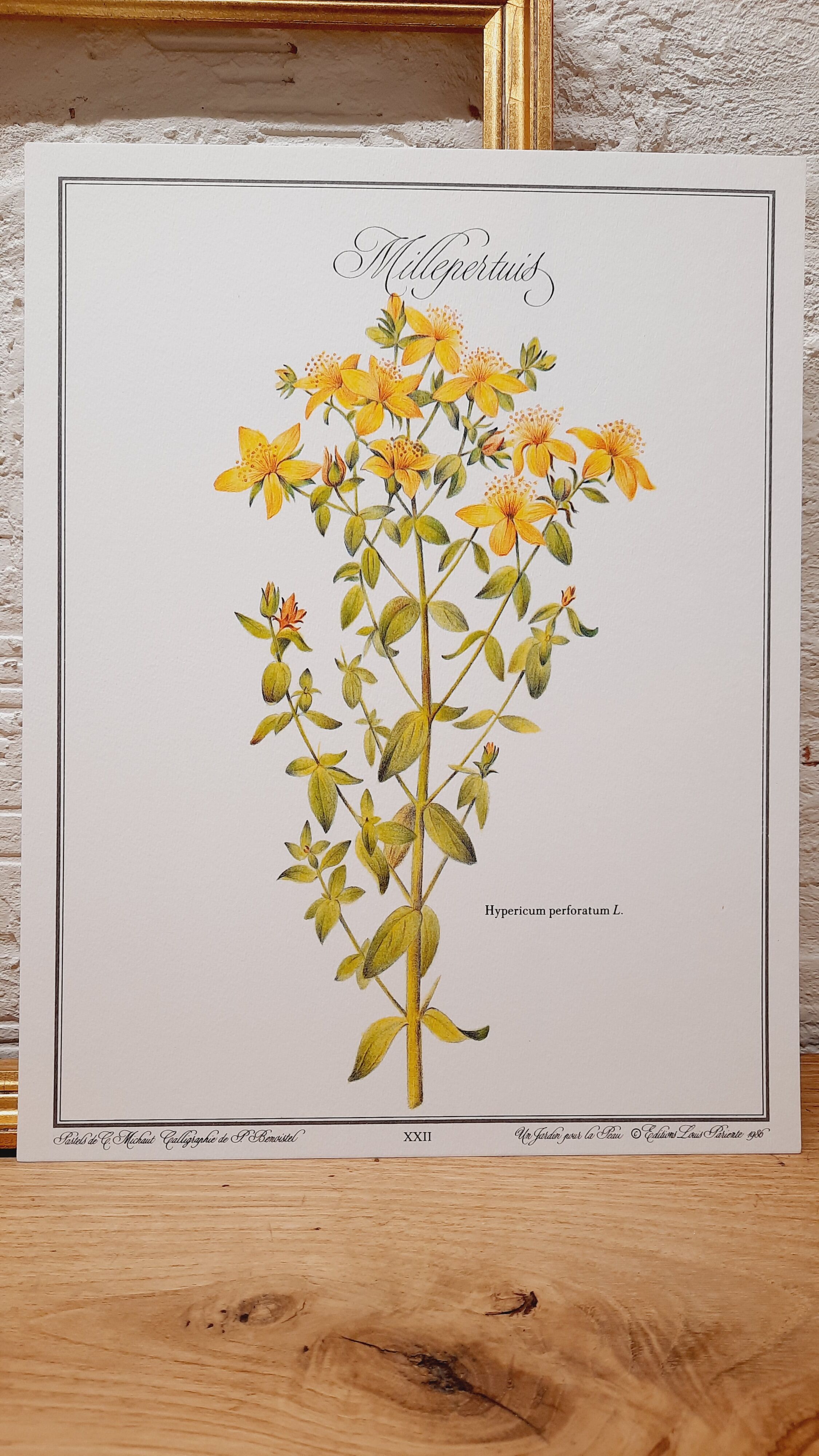 St. John's wort botanical board