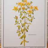 St. John's wort botanical board