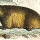 Original zoological plate " loir, marmotte, ours " - buffon 1840