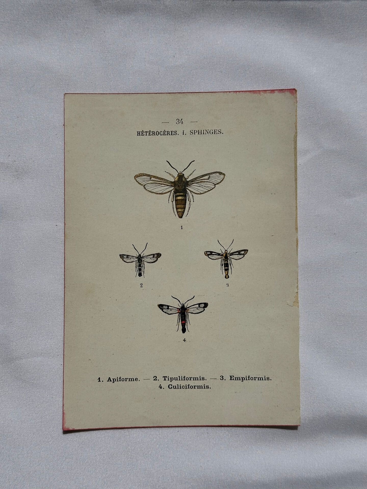 Botanical engraving double-sided butterflies naturalist plate etching