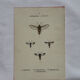 Botanical engraving double-sided butterflies naturalist plate etching