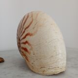 Nautilus shell