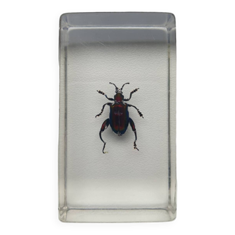 Resin inclusion insect longicorn of laos curiosity - no. 16