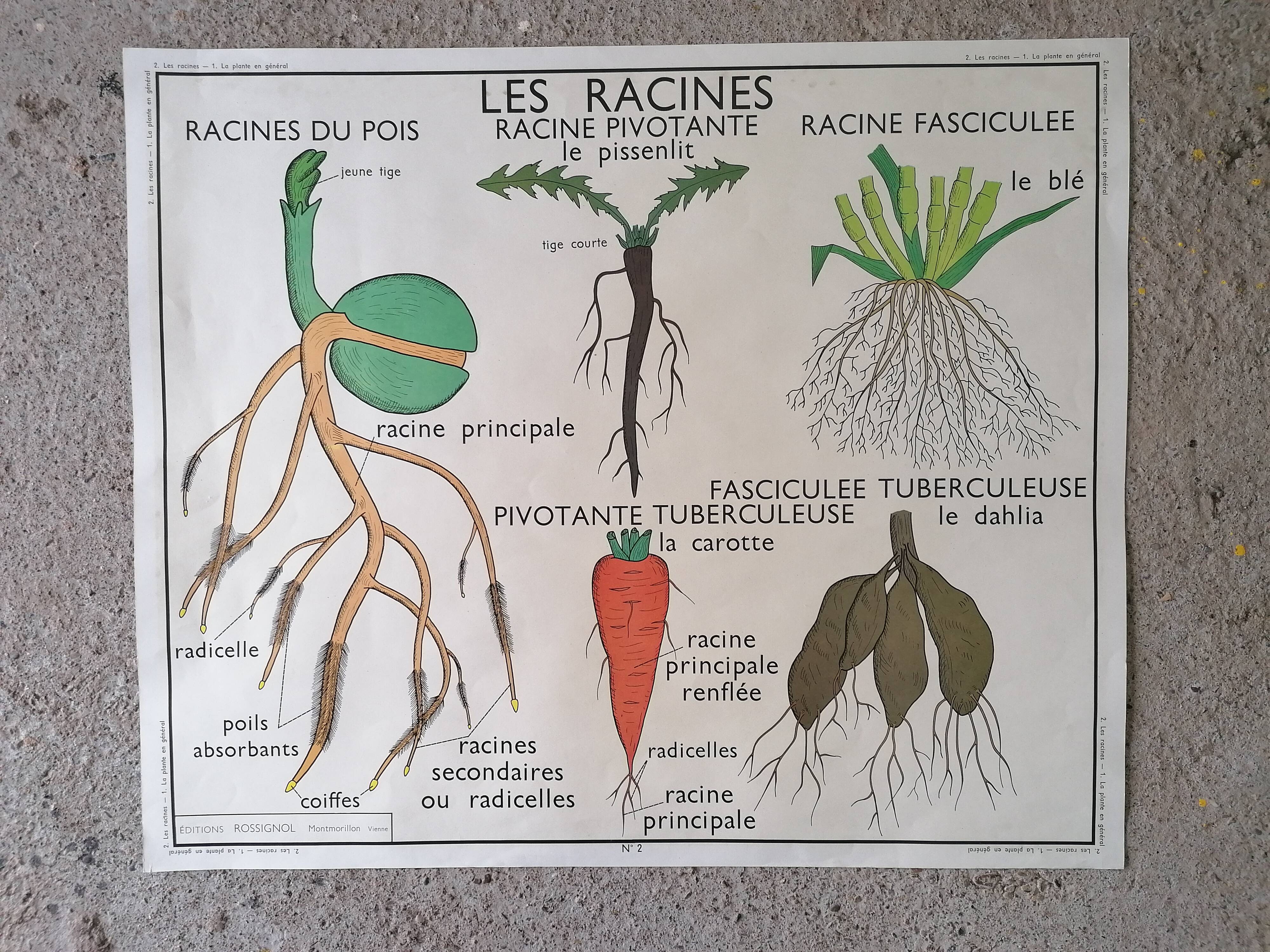 Old Rossignol educational poster: La Plante & Les Racines.