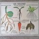 Old Rossignol educational poster: La Plante & Les Racines.