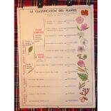 Carte scolaire MDI les champignons et la classification des plantes
