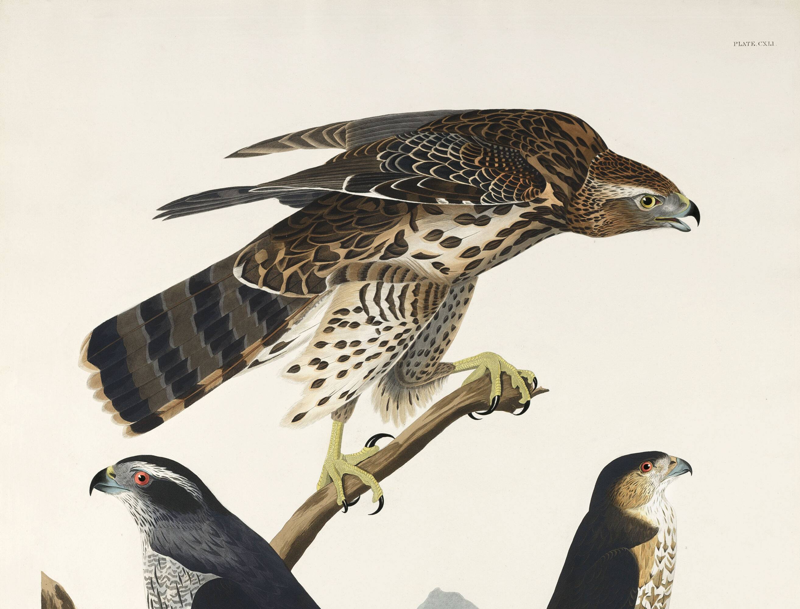 Poster about sparrowhawks, based on an old engraving from 1827.